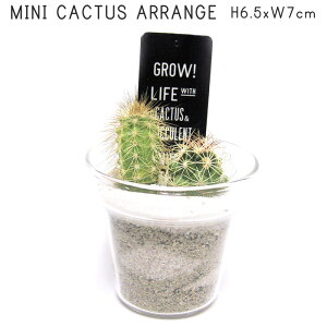 サボテン ガラス 観葉植物の人気商品 通販 価格比較 価格 Com サボテン ガラス 観葉植物の人気商品 通販 価格比較 価格 Com