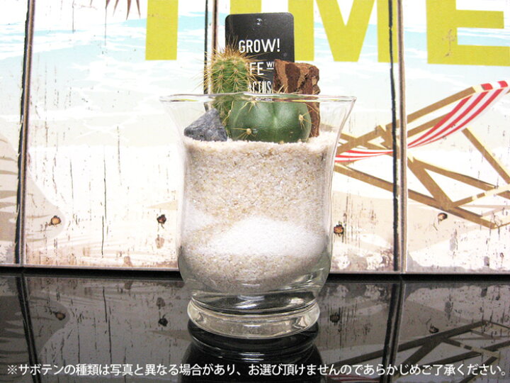 新作ウエア Spice スパイス Of Life ミニガラスドーム サボテン植え込み Sサイズ 8s56 8個 ガーデン 植物 サボテン 多肉 多肉植物 ガラス インテリア Niosac In