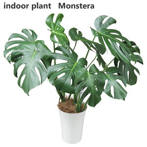 観葉植物 アメリカンの人気商品 通販 価格比較 価格 Com