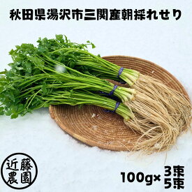 せり 根っこ 朝採れ せり鍋 セリ 秋田 三関 産地直送 根セリ 芹 根 根つき 根付き 香草 野菜 七草 芹がゆ 取り寄せ せりなべ 露地 300g 500g