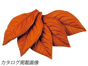 eB[S[t  6.4cm 5y[֑Iz [Ntg] U[NtgvLbg ANZT[