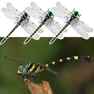 ɂ Ij} f VGŒg{ x f ΍ 12cm { g tȒP   x  ͌^ oR g{ Lv ނ ߕ   ƒ؉ Ȃ 3{