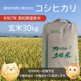 順次発送中！！コシヒカリ 高知県産 2025 新米 玄米30kg 高知コシヒカリ 米 こしひかり 送料無料
