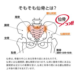 楽天市場 コシレッチ コンパクト指圧代用器 仙骨 ストレッチ 寝ながら 仙骨ほぐし 仙骨マッサージ あす楽対応 アイデアグッズのララフェスタ 楽天市場 コシレッチ コンパクト指圧代用器 仙骨 ストレッチ 寝ながら 仙骨ほぐし 仙骨マッサージ あす楽対応 アイデアグッズのララフェスタ