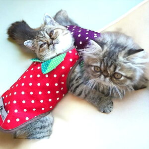 gbvX 1`4 ĕ 킢 }g WPbg t[c C`S }SX` Cxg RXv RX  nEB hbg dog ɏ ps[ ^ ^  L ybg  ̕ 