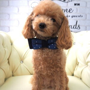 �y2025�N �労�Ӊ��i�I1,500�~�ψ�z�A�N�Z�T���[ XS�`L�T�C�Y �l�b�N�A�N�Z�T���[ �`���[�J�[ �{�E�^�C �l�N�^�C �p�[�e�B�[ �t�H�[�}�� �p�s�[ �ɏ��� �����^�� ���^�� �� �L �y�b�g �� ���� 