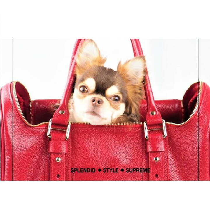 楽天市場】本革使用 小型犬用 ペットキャリーバッグ Lサイズ キャリー 