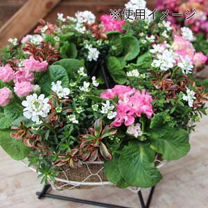 nMO oXPbg [XyOoXPbg 28cmzǊ| ǂ v^[ 񂹐A NX}X nEB  ACA C[ Eh h[ibc h[ic tO n{^