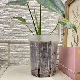 鉢　ポット　透明スリット鉢 ネガミエル(NEgamieru)4号?6号　観葉植物　元気 見える 管理 半透明