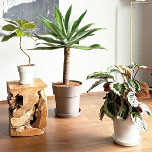 󂯎M@ACRv[g 24^p@v[g M  ACR|bg