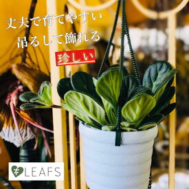 観葉植物 吊り下げ　プリムリナ リトルドラゴン 3号吊り鉢 (個体おまかせ1鉢)　花鉢 オシャレ かわいい 珍しい レア 小さい インテリア セントポーリア