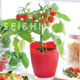 楽天市場 ミニトマト 栽培キット ガーデニング 農業 花 ガーデン Diy の通販