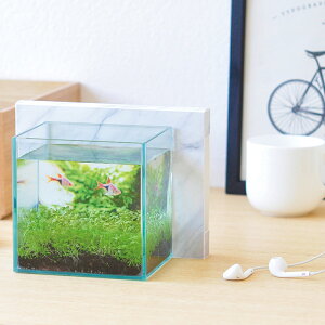 水草 種 Diy 工具の人気商品 通販 価格比較 価格 Com