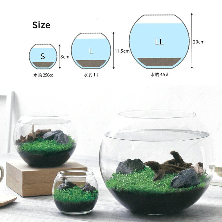 楽天市場 育てる水草 L Gd 813 栽培キット インテリア おしゃれ プレゼント 聖新陶芸 ｌｅａｆｓ