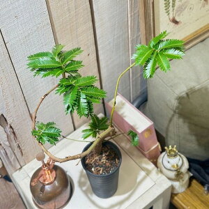 ϗtA@Go[tbV Ȃ 2.5O(̂܂1)@CeAO[ |   킢