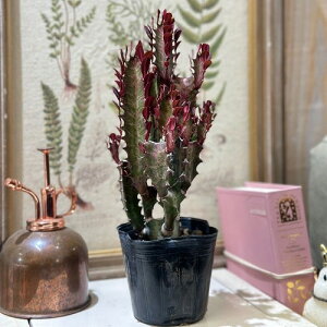 A@[tHrA ZLE 3|bg(̂܂1)@CeAO[ |   킢