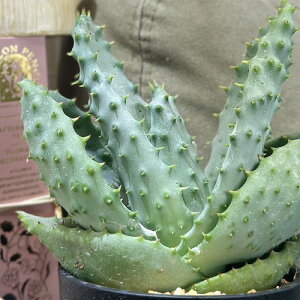 観葉植物 アロエ 鬼切丸 3.5号鉢(個体おまかせ1鉢) インテリアグリーン 室内園芸 おしゃれ 可愛い かわいい