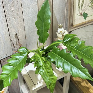 ϗtA@tBfh i[ 3.5Xbg(̂܂1)@CeAO[ |   킢