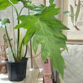 観葉植物　フィロデンドロン マヨイタヒチ 3.5号スリット鉢(個体おまかせ1鉢)　インテリアグリーン 室内園芸 おしゃれ 可愛い かわいい