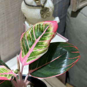 ϗtA@AOIl} [^XfCg 3|bg(̂܂1)@CeAO[ |   킢