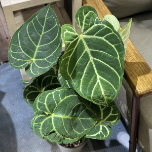 �ϗt�A���@�A���X���E�� ���K�� 5������(�̂��܂���1��)�@�C���e���A�O���[�� �������| ������� ���� ���킢��