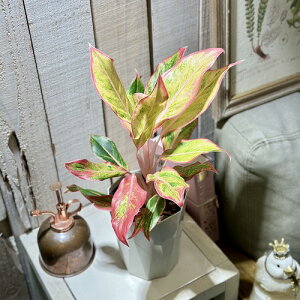 ϗtA@AOIl} TCAI[IW 4(̂܂1)@CeAO[ |   킢