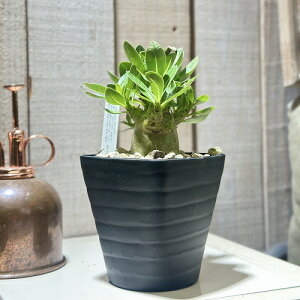 ytzAfjE X^[ 3.5p(̂܂1)@ϗtA CeAO[ |   킢