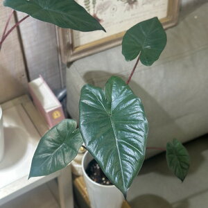 ϗtA@AJVA J^vZX 4O(̂܂1)@CeAO[ |   킢