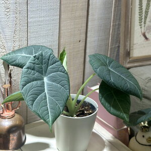 ϗtA@AJVA }nj 4(̂܂1)@CeAO[ |   킢