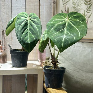 ϗtA@AXE }OjtBJ 4d|bg(̂܂1)@CeAO[ |   킢