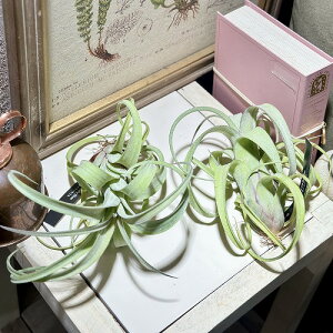 ϗtA@`hVA J[[X(̂܂1)@CeAO[ |   킢