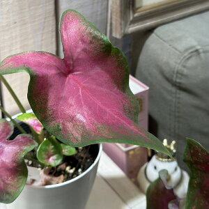 ϗtA@JWE |Xg} WCi[ 4(̂܂1)@CeAO[ |   킢