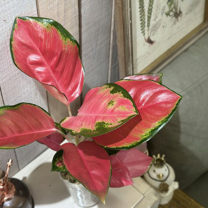楽天市場】観葉植物 アグラオネマ Aglaonema spp.ファンロンレッド 3号 