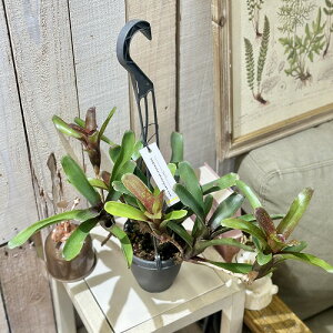 ^NuA@lIQA _^jI 3.5݂蔫(̂܂1)@CeAO[ |   킢