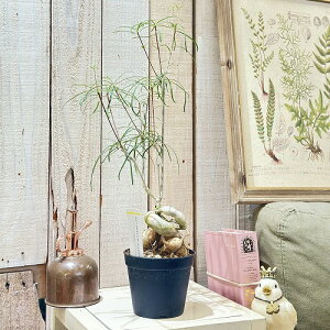 A@[tHrA wfBIgCfX 3.5(̂܂1)@CeAO[ |   킢