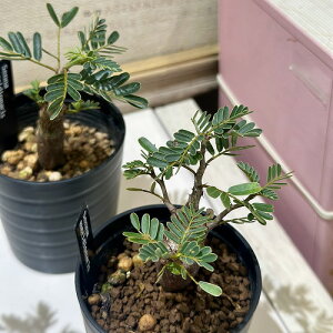 塊根植物 センナ メリディオナリス 2.5号鉢(個体おまかせ1鉢) インテリアグリーン 室内園芸 おしゃれ 可愛い かわいい