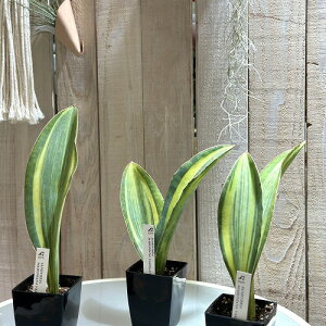 ϗtA@TXxA(TZxA) }b\jA oGK[^ 3p(̂܂1)@CeAO[ |   킢