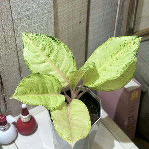 ϗtA@AOIl} bL[ 4(̂܂1)@CeAO[ |   킢