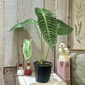 ϗtA@AXE xC`[(B[`?) 4Xbg(̂܂1)@CeAO[ |   킢