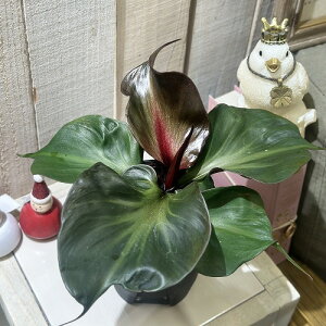 ϗtA@tBfh bhn[g 4Xbg(̂܂1)@CeAO[ |   킢