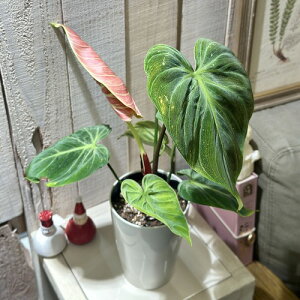 ϗtA@tBfh G`Rbh 4O(̂܂1)@CeAO[ |   킢