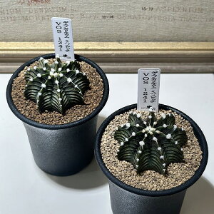 �ϗt�A���@�M���m�J���L�E�� �~�n�m�r�b�` VOS 1241 2.5��(�̂��܂���1��)�@�C���e���A�O���[�� �������| ������� ���� ���킢��