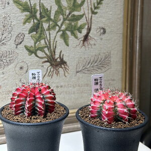 ϗtA@MmJLE I ꉲO 2.5(̂܂1)@CeAO[ |   킢