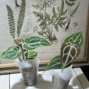 ϗtA@AXE 'NX^ChlVA' × 'bhNX^eY' 2(̂܂1)@CeAO[ |   킢