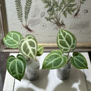 ϗtA@AXE nCubh 2(̂܂1)@CeAO[ |   킢