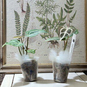 ϗtA@AXE nCubh 2(̂܂1)@CeAO[ |   킢