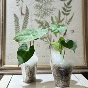 ϗtA@AXE ps~i 'Oi' 2(̂܂1)@CeAO[ |   킢