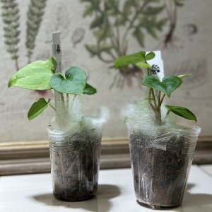 ϗtA@AXE '_[NtFjbNX' 2(̂܂1)@CeAO[ |   킢