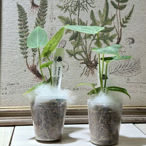 ϗtA@AXE 'LOIuXy[h' 2(̂܂1)@CeAO[ |   킢