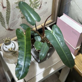 観葉植物　フィロデンドロン ビレッティアエ ブラック 4号角鉢(個体おまかせ1鉢)　インテリアグリーン 室内園芸 おしゃれ 可愛い かわいい